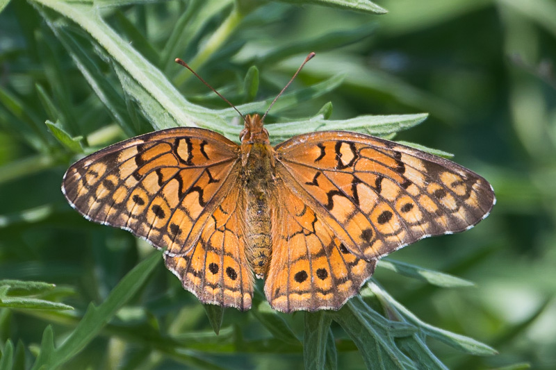 variegated fritillary